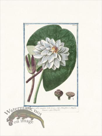 Bonelli 400 White water-lily